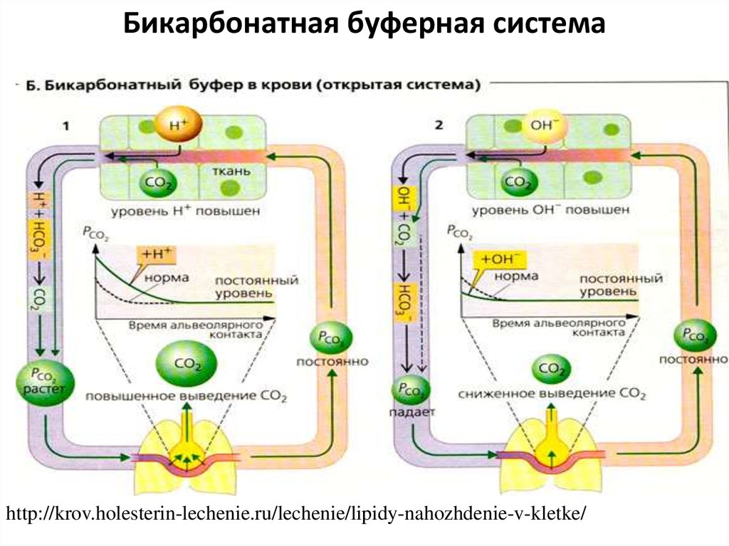 Бикарбонатный буфер схема