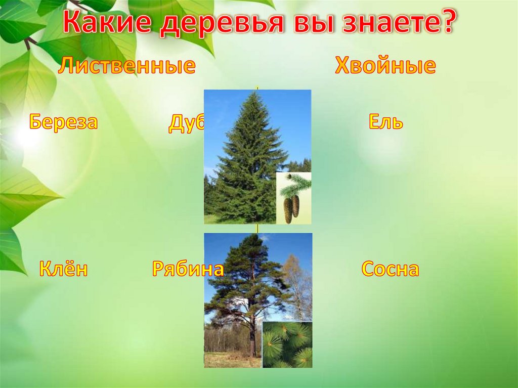 Какие деревья вы знаете?