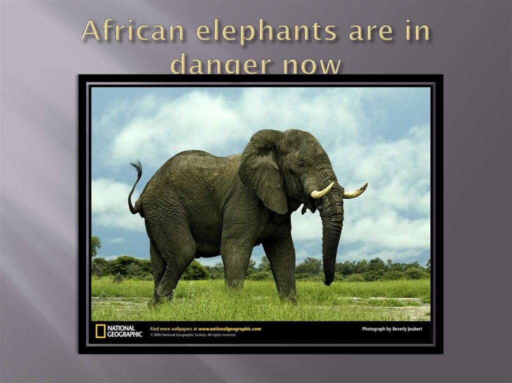 African elephants are in danger now