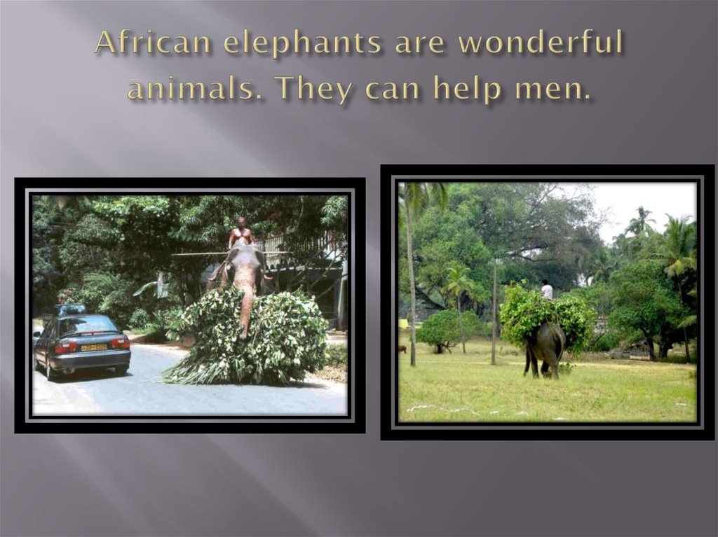 African elephants are wonderful animals. They can help men.
