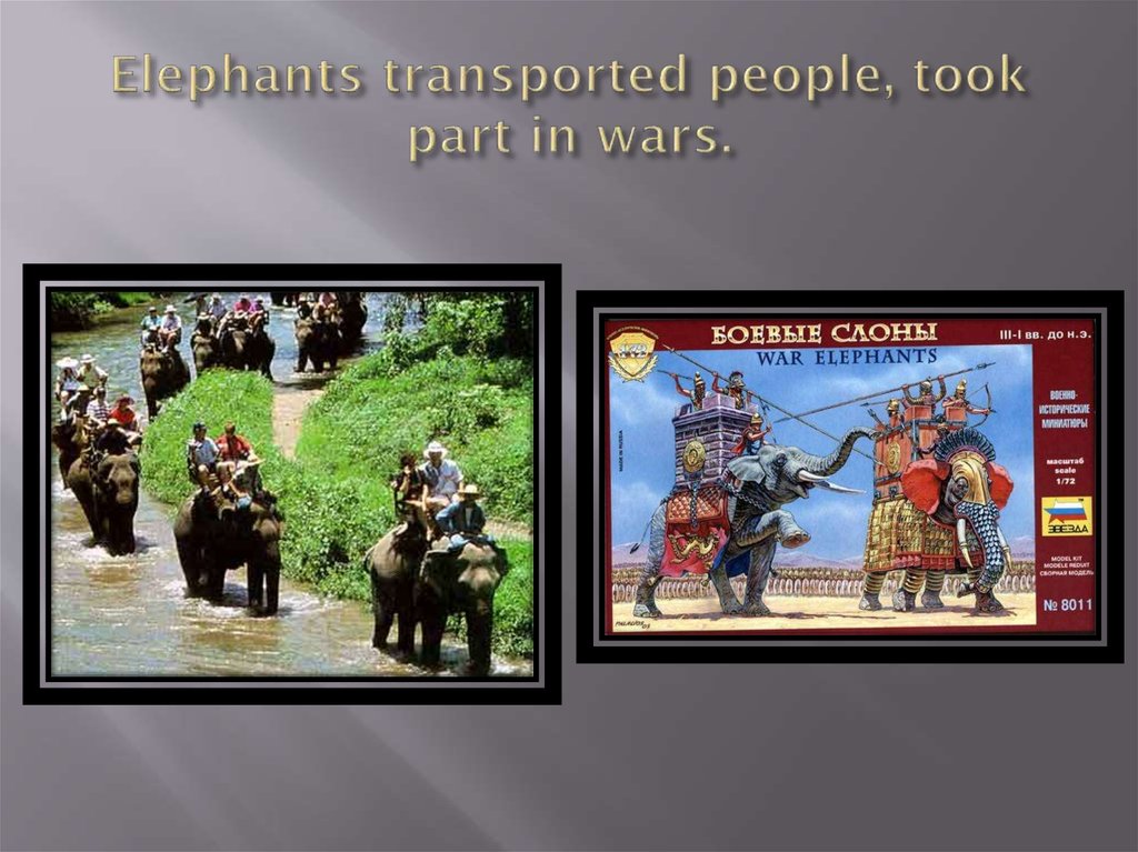 Elephants transported people, took part in wars.