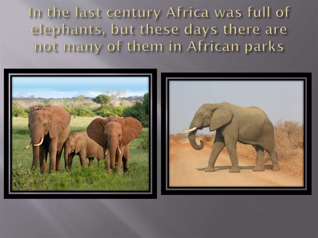 In the last century Africa was full of elephants, but these days there are not many of them in African parks