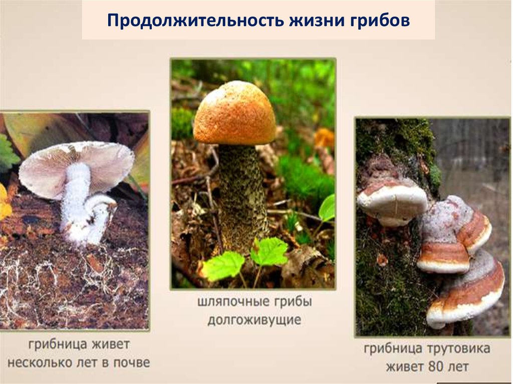 Срок жизни грибов