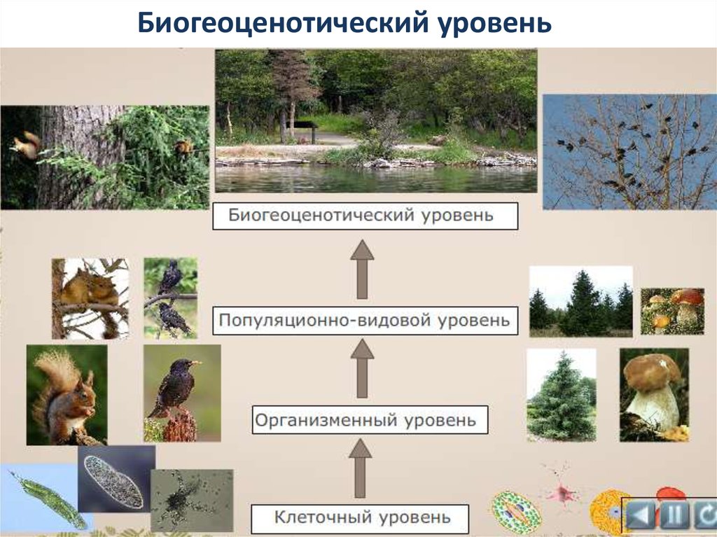 3 биогеоценотический уровень. Популяционно-видовой, , биогеоценотический. Организменный популяционно-видовой биогеоценотический. Биогеоценотический уровень организации. Уровни популяционно видовой и биогеоценотический.