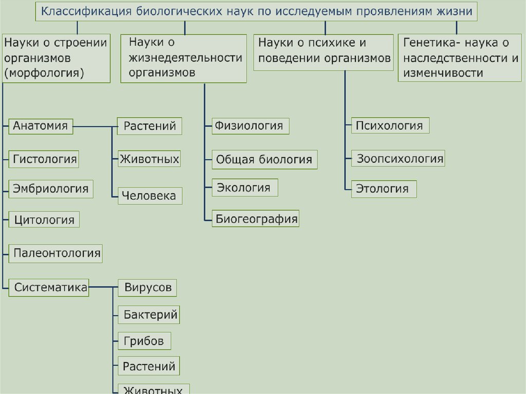 Схема классификация живого мира