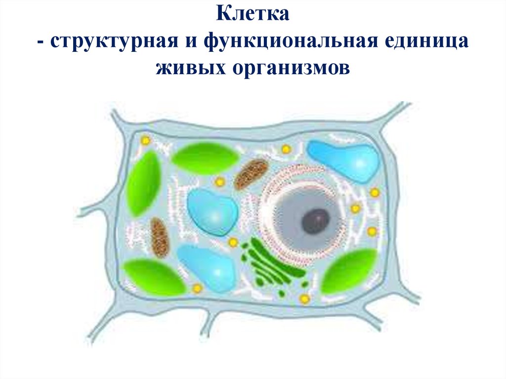 Растительные клетки названия. Строение растительной клетки рисунок без подписей. Строение растительной клетки рисунок. Биология строение растительной клетки. Схема растительной клетки с обозначениями.