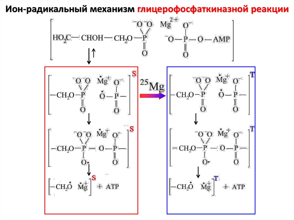 Радикальный механизм. Радикальный механизм реакции. Ион радикальный механизм. Радикальный механизм катализа. Ионы металлов их роль в ферментативном катализе..