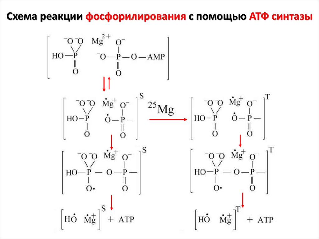 Схема реакции. АТФ синтаза реакция. Фосфорилирование гуанозина. Фосфорилирование гуанозина реакция. Фосфорилирование схема реакции.