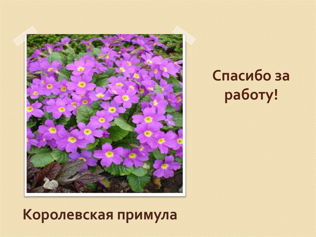 Виды ответов 6 класс. Опыт над примулой 6 класс. Мегостродон сообщение 6 класс. Презентация по теме описание места 6 класс. Edinica Vessa 2 Klass презентация.