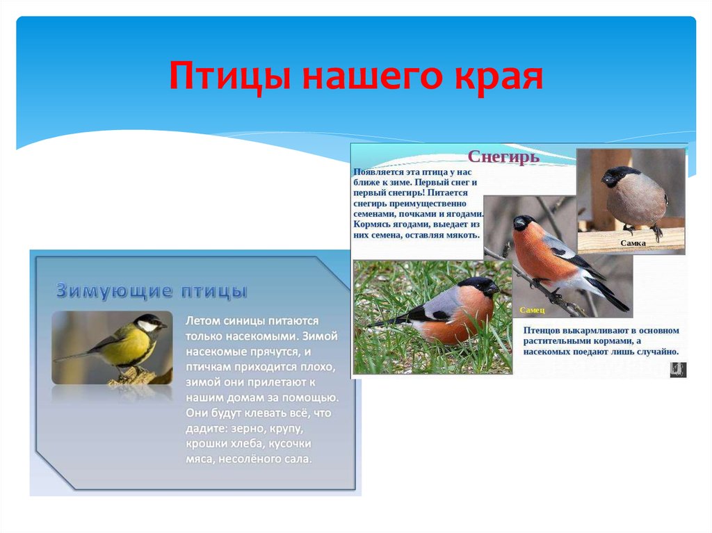 Поведение птиц 8 класс презентация