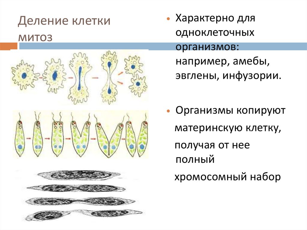 Какое деление характерно