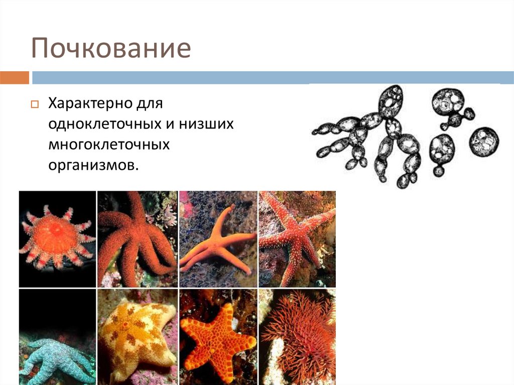 Размножение многоклеточных животных презентация 6 класс