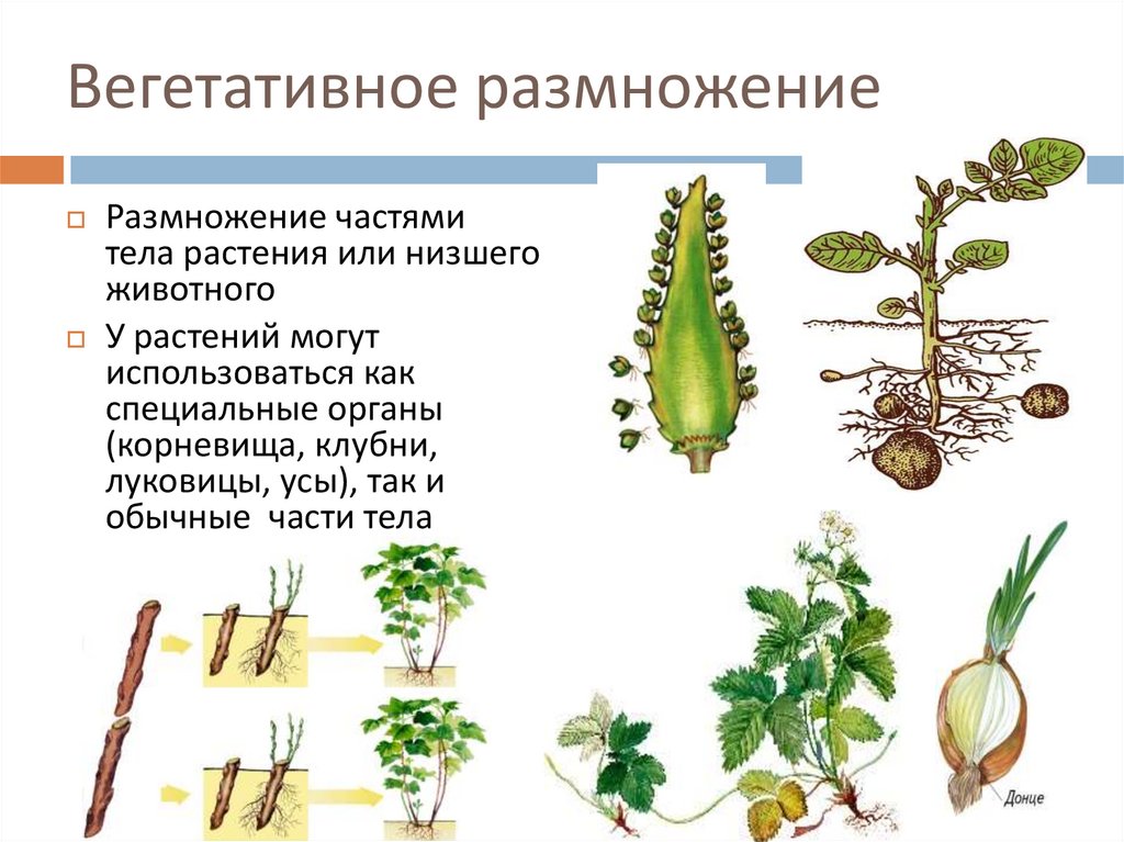 Формы вегетативного размножения примеры