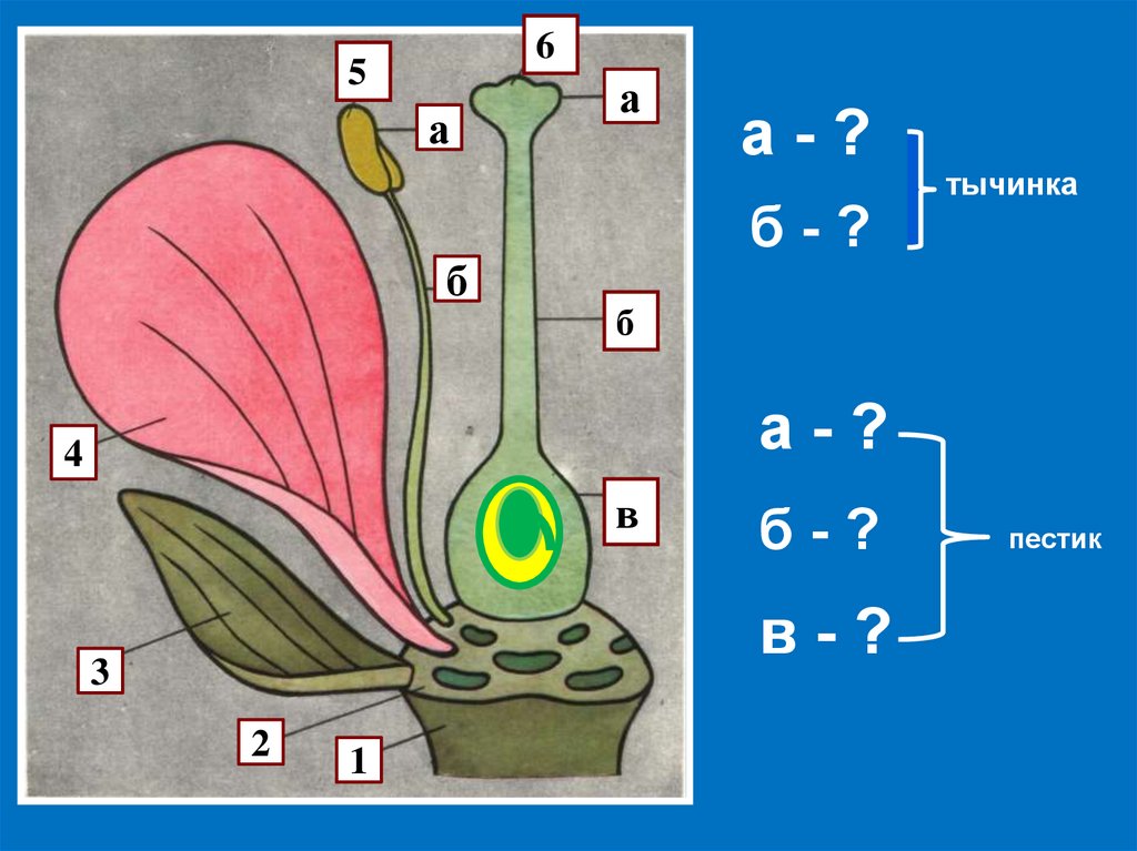 Зарисуй схему строения цветка и подпиши обозначения