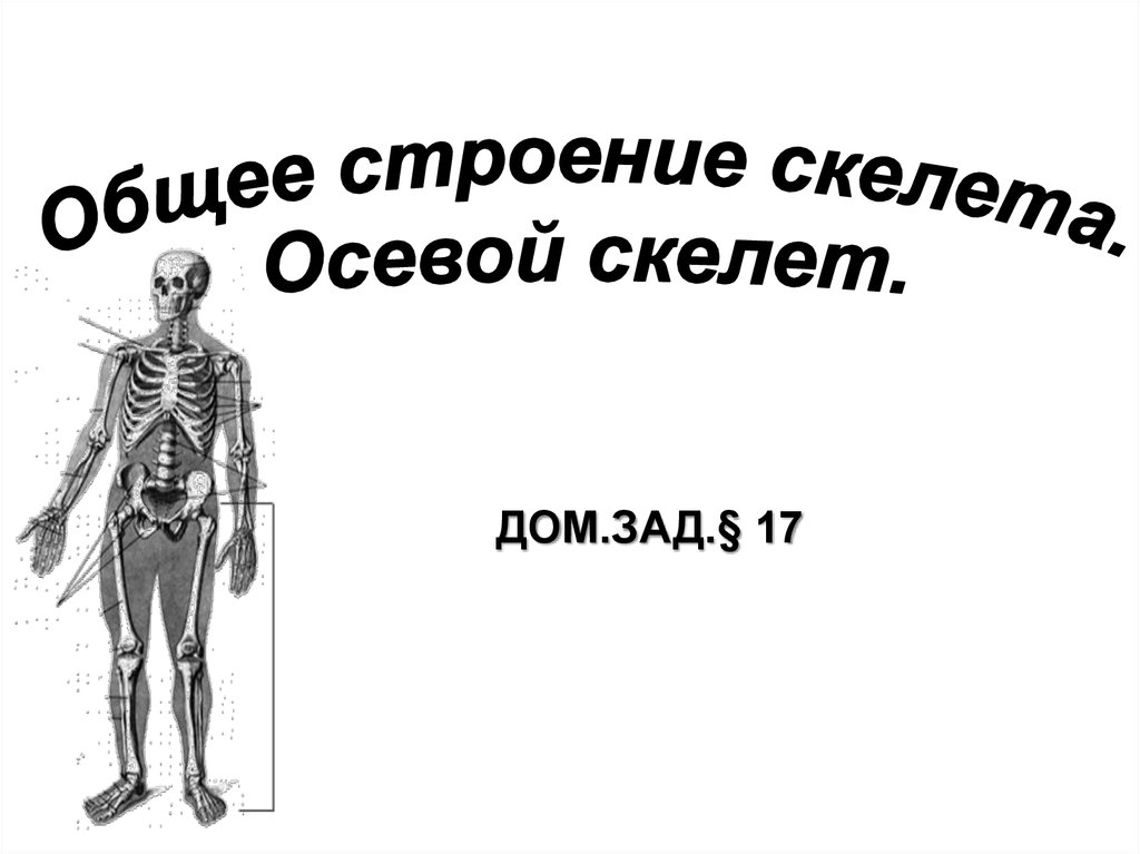 Строение оси. Строение осевого скелета. Строение осевова скелет. Общее строение скелета осевой скелет. Осевой скелет человека презентация.