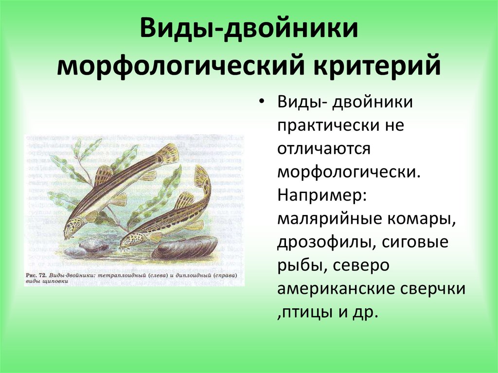 Виды двойники в природе. Виды двойники. Виды-двойники примеры. Примеры видов двойников.