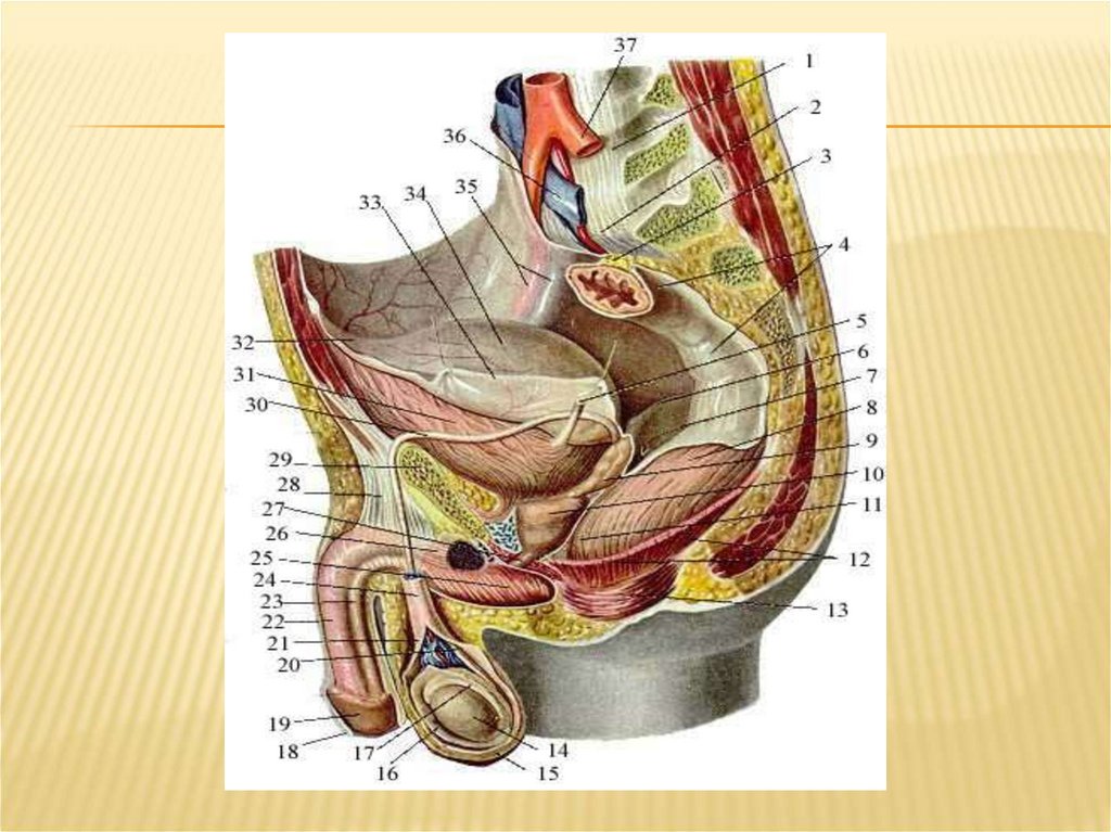 Мужские яички органы. Мужской орган. Мужскиеполовой орган. Половые органы мужчины.