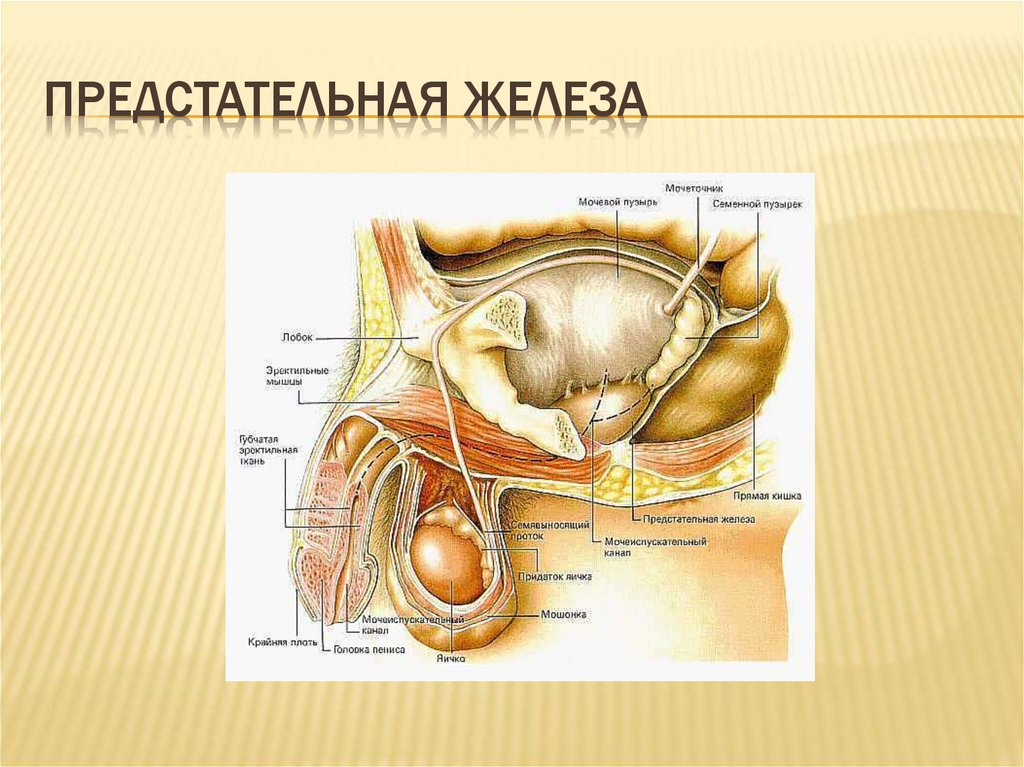 Предстательная железа на рисунке