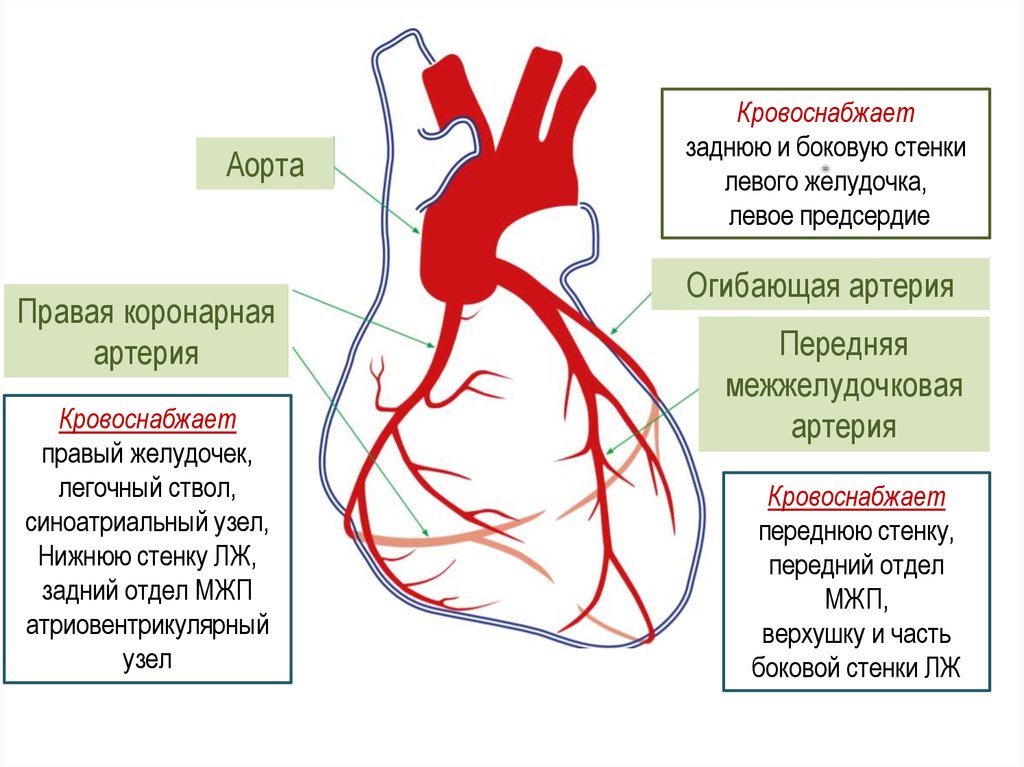 Правая сердечная артерия. Огибающая ветвь левой коронарной артерии кровоснабжает. Левая коронарная артерия кровоснабжает. Анатомия левой коронарной артерии. Венечные артерии схема.