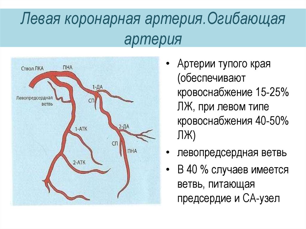 Каким номером обозначена артерия