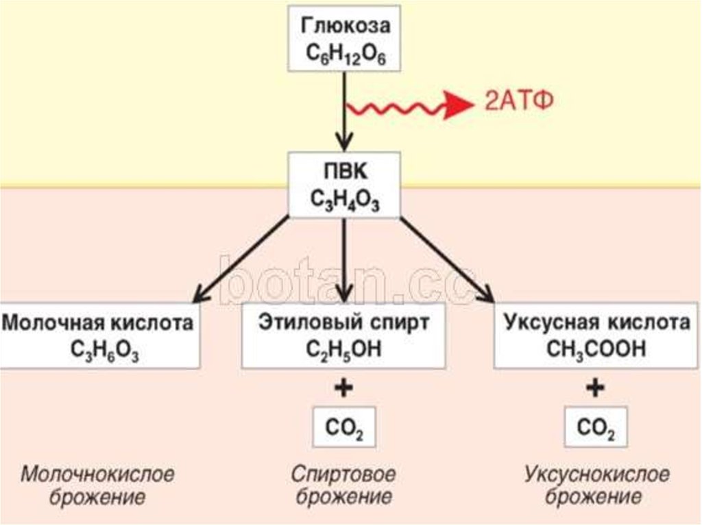 Схема катаболизма пвк