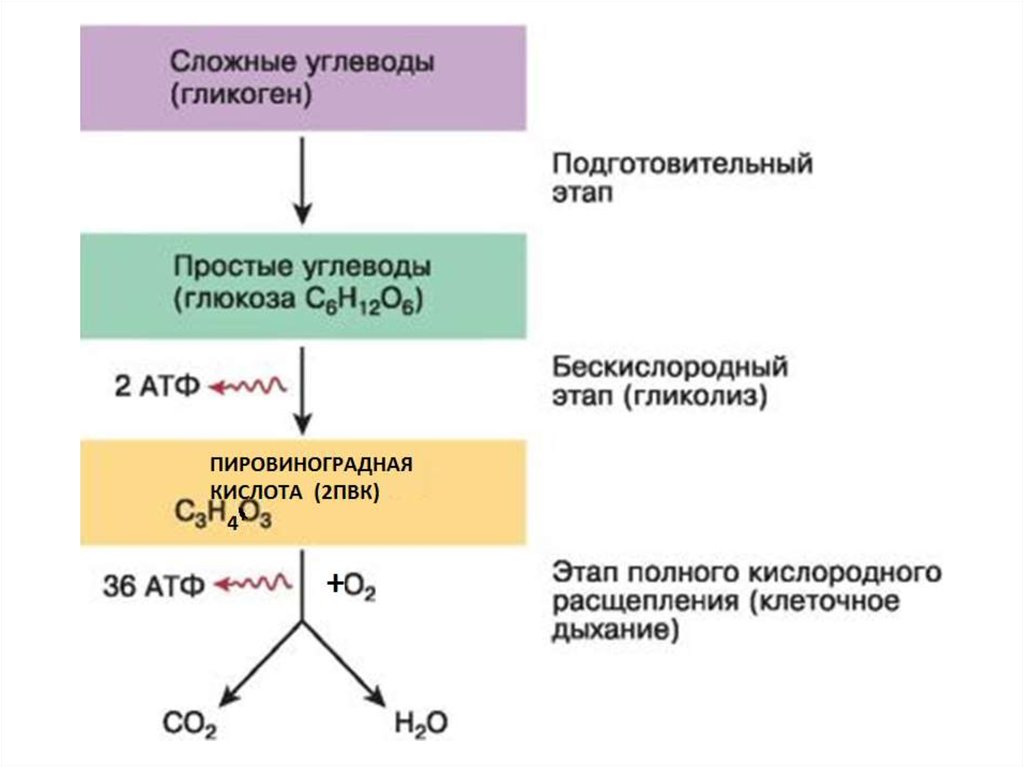 Сколько молекул атф образуется в кислородном этапе. Энергетический обмен веществ схема. Схема кислородного этапа клеточного дыхания. Кислородный этап энергетического обмена схема.