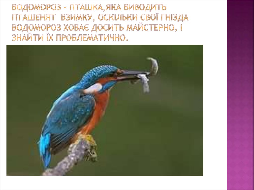 водомороз - пташка,яка виводить пташенят взимку, оскільки свої гнізда водомороз ховає досить майстерно, і знайти їх