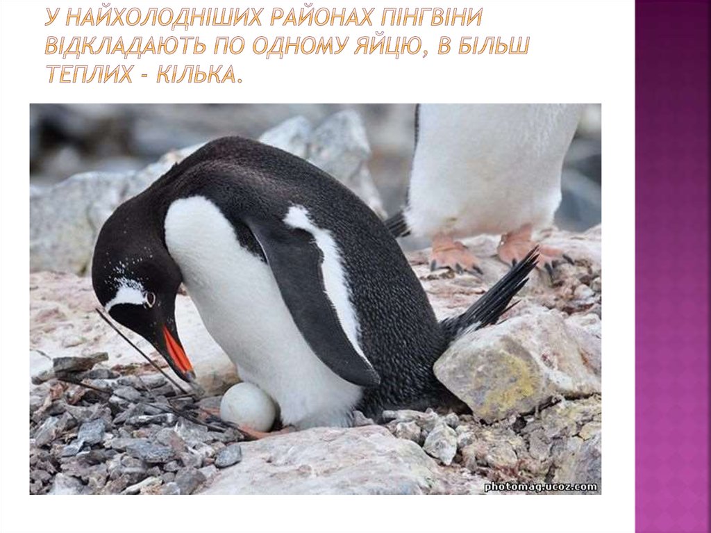 У найхолодніших районах пінгвіни відкладають по одному яйцю, в більш теплих - кілька.