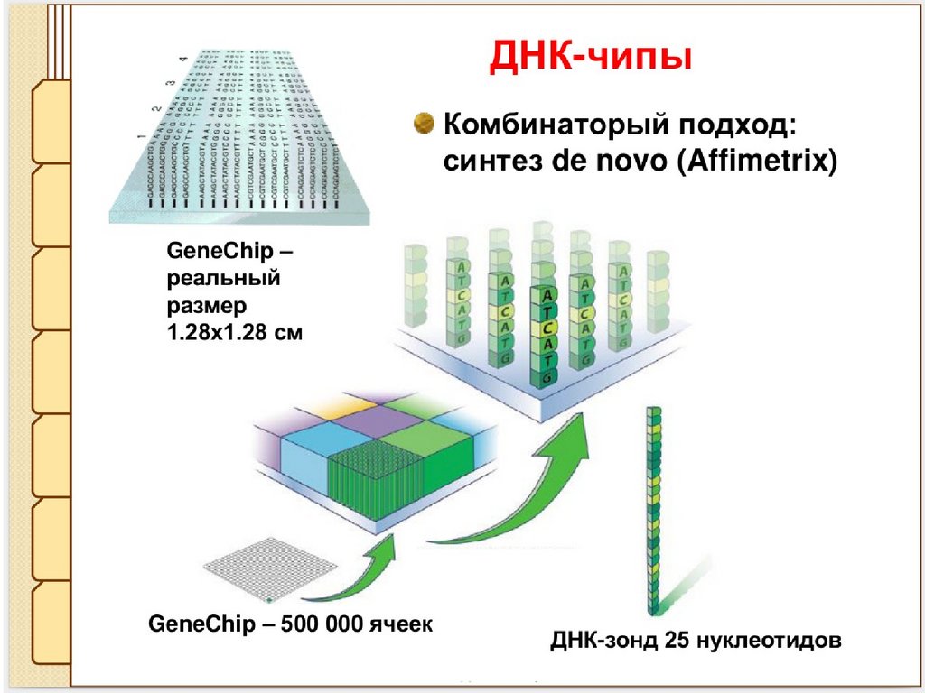 Днк микрочипы презентация