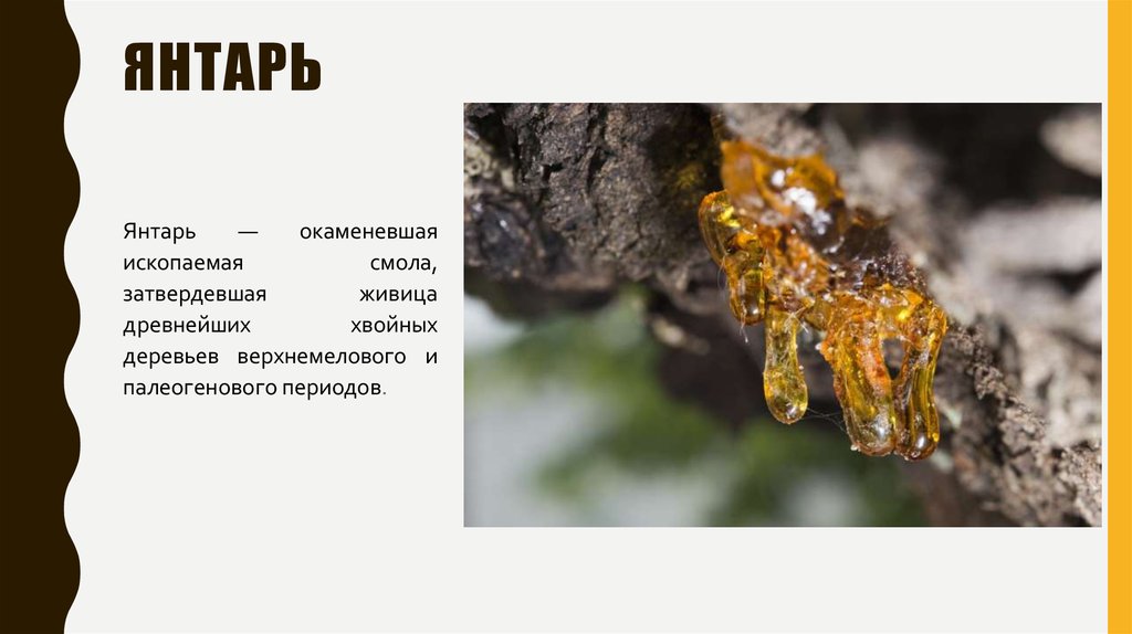 Янтарь потертый о шерсть огэ. Янтарь окаменевшая смола. Янтарь это ископаемая окаменевшая смола. Хвойное дерево смола янтарь. Янтарь окаменевшая смола хвойных деревьев.