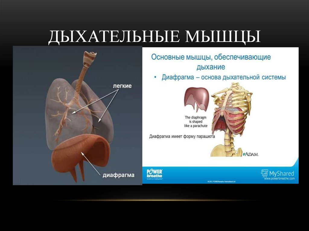 Мышцы дыхания. Дыхательные мышцы. Вспомогательные мышцы при дыхании. Дыхательная мышца диафрагма. Мышцы выдоха основные и вспомогательные.