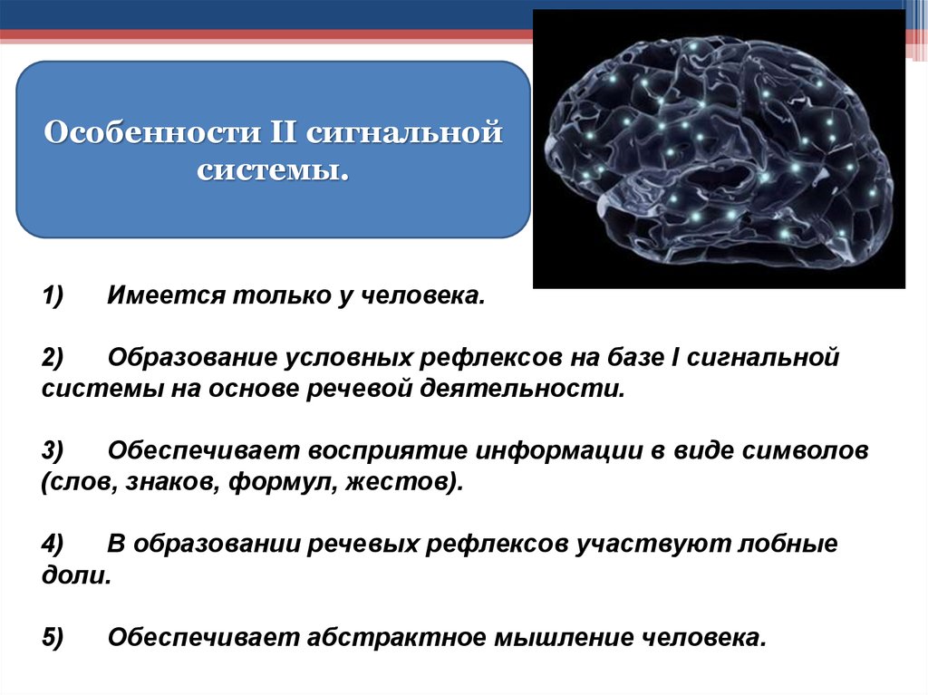 Презентация по биологии особенности высшей нервной деятельности человека познавательные процессы