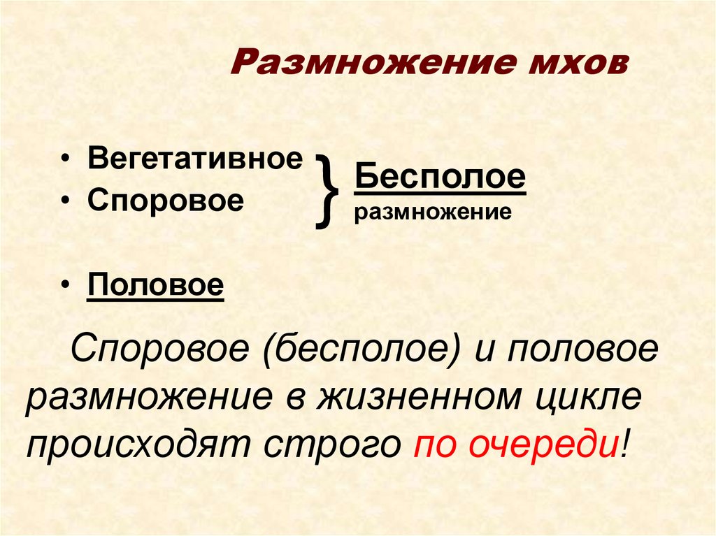 Половое размножение мхов