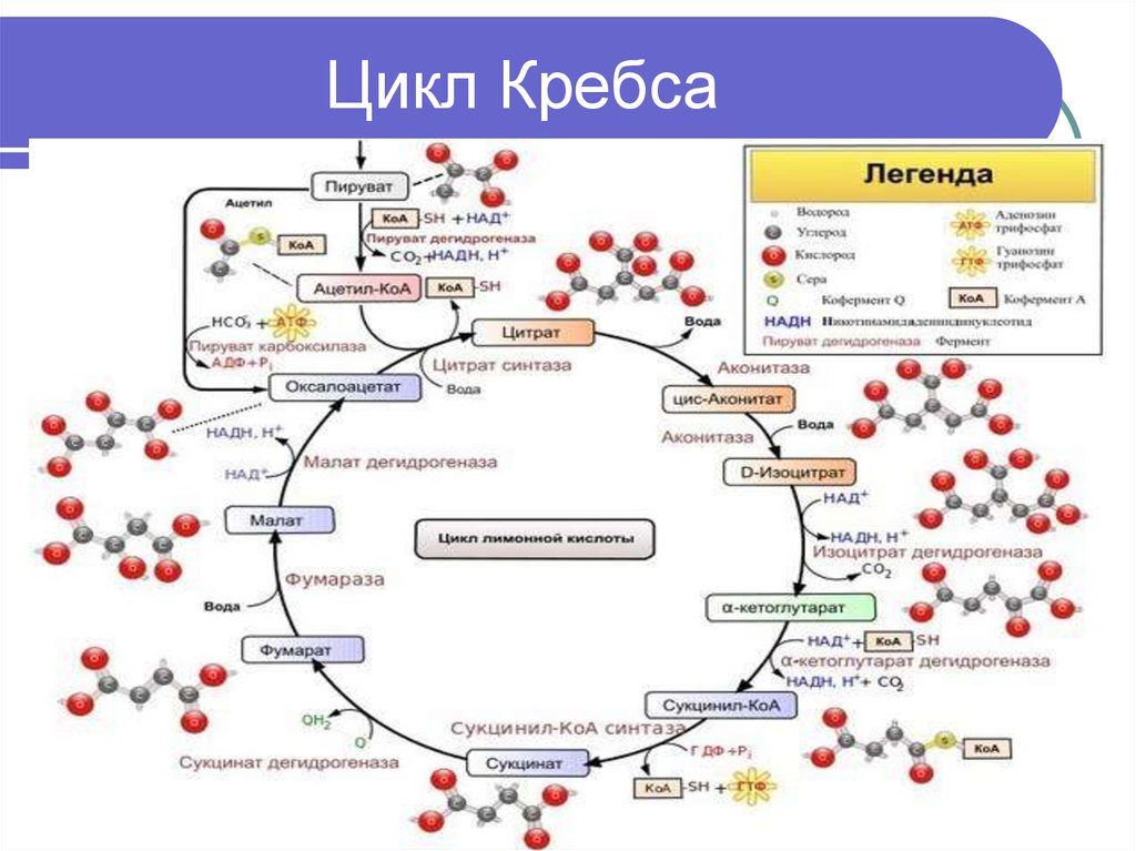 Цикл кребса презентация