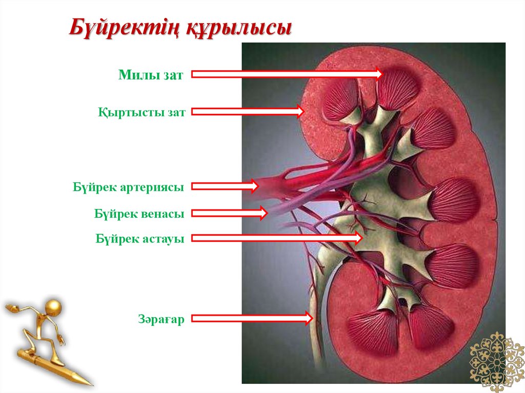 Бүйрек анатомиясы презентация