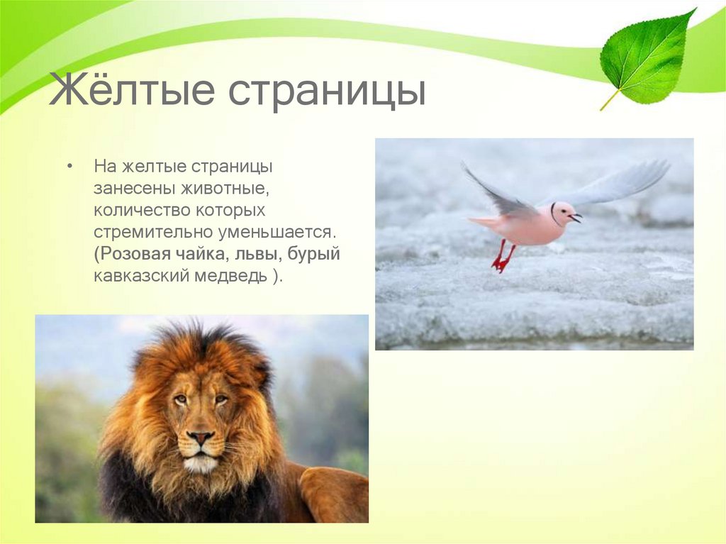 Желтые страницы красной книги россии животные фото и описание