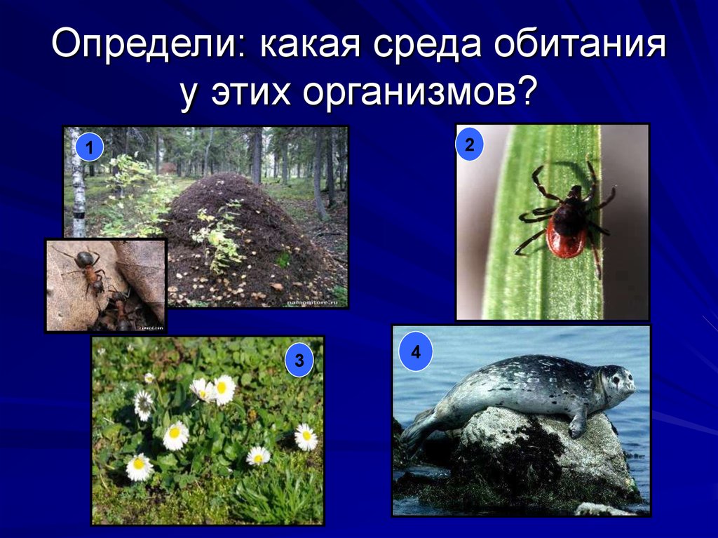 Определи: какая среда обитания у этих организмов?