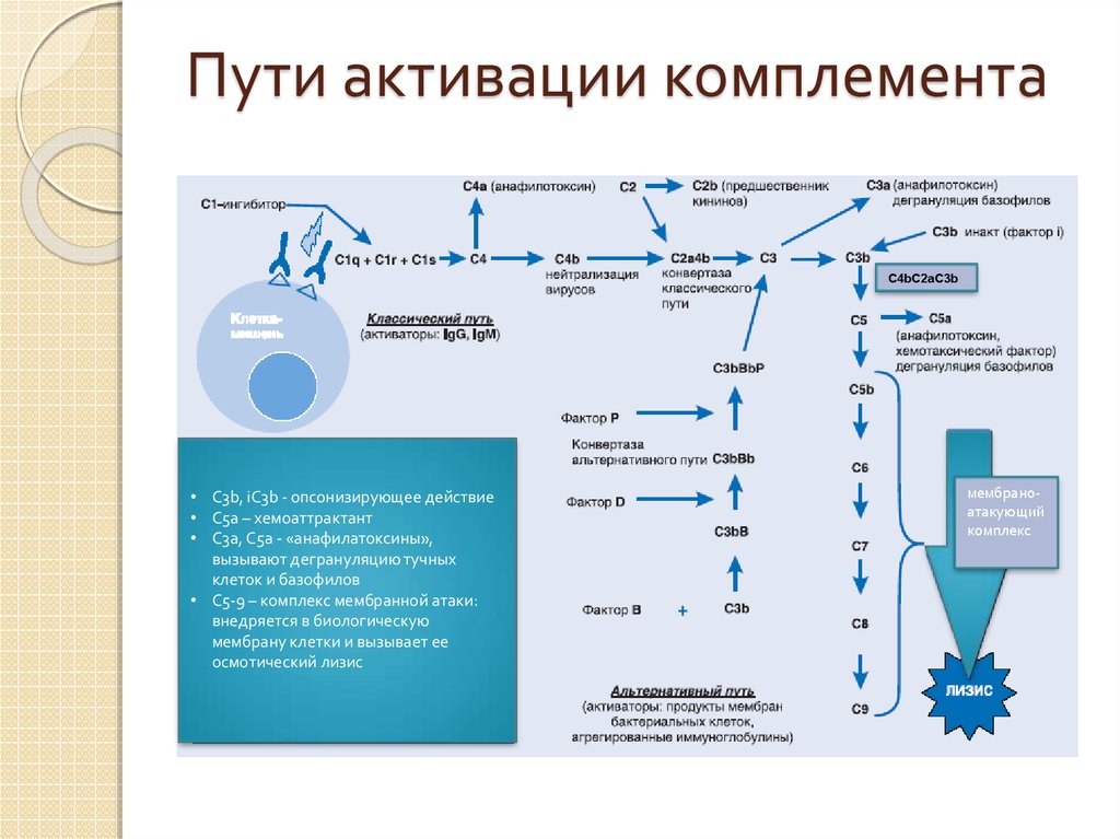 Пути активации комплемента