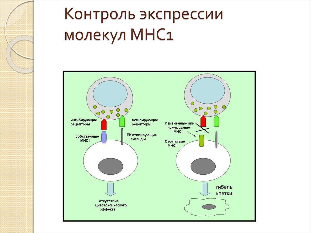 Схема строения молекулы мнс