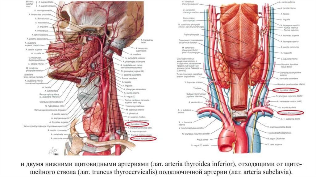 Щитовидная артерия
