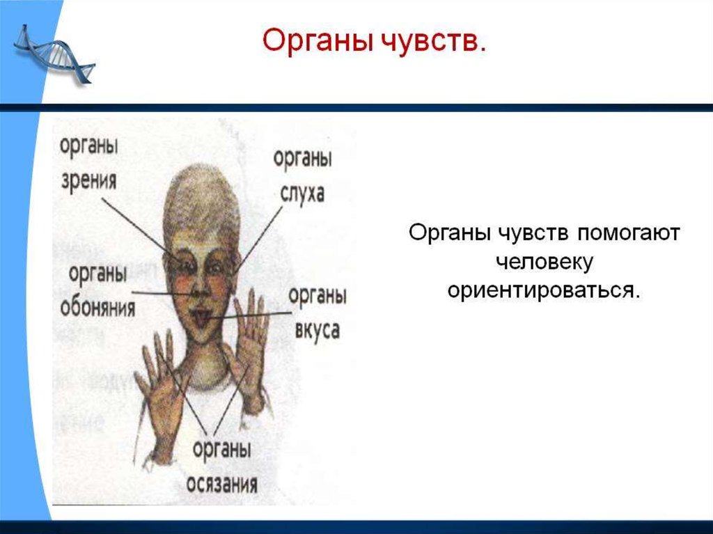 Органы чувств презентация анатомия