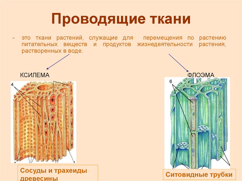 Какую функцию выполняют древесины волокна у растений. Строение проводящей ткани растений. Проводящая ткань ситовидные трубки механическая ткань. Проводящие ткани растений строение. Проводящая ткань растений строение.