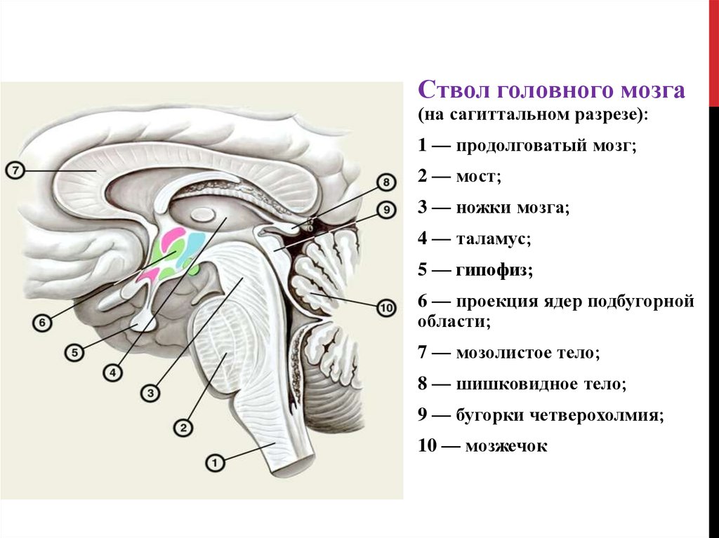 Перечислите отделы ствола головного мозга. Схема внутреннего строения отделов ствола головного мозга. Нижние отделы ствола мозга. Ствол головного мозга строение и функции анатомия. Анатомия ствола мозга топография.