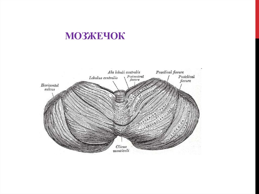 Мозжечок строение рисунок