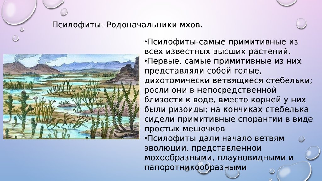 Псилофиты. Псилофиты Эра. Псилофиты это. Признаки псилофитов. Псилофиты вымерли.