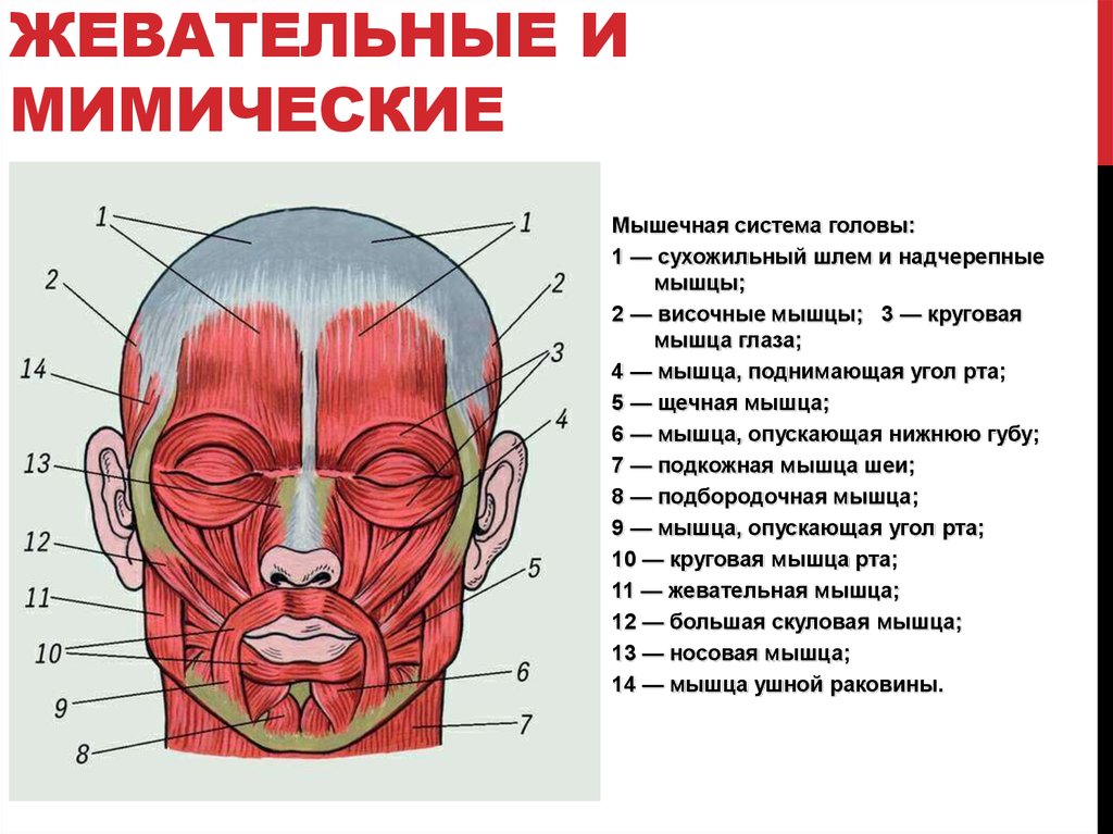 Мимические мышцы рисунок