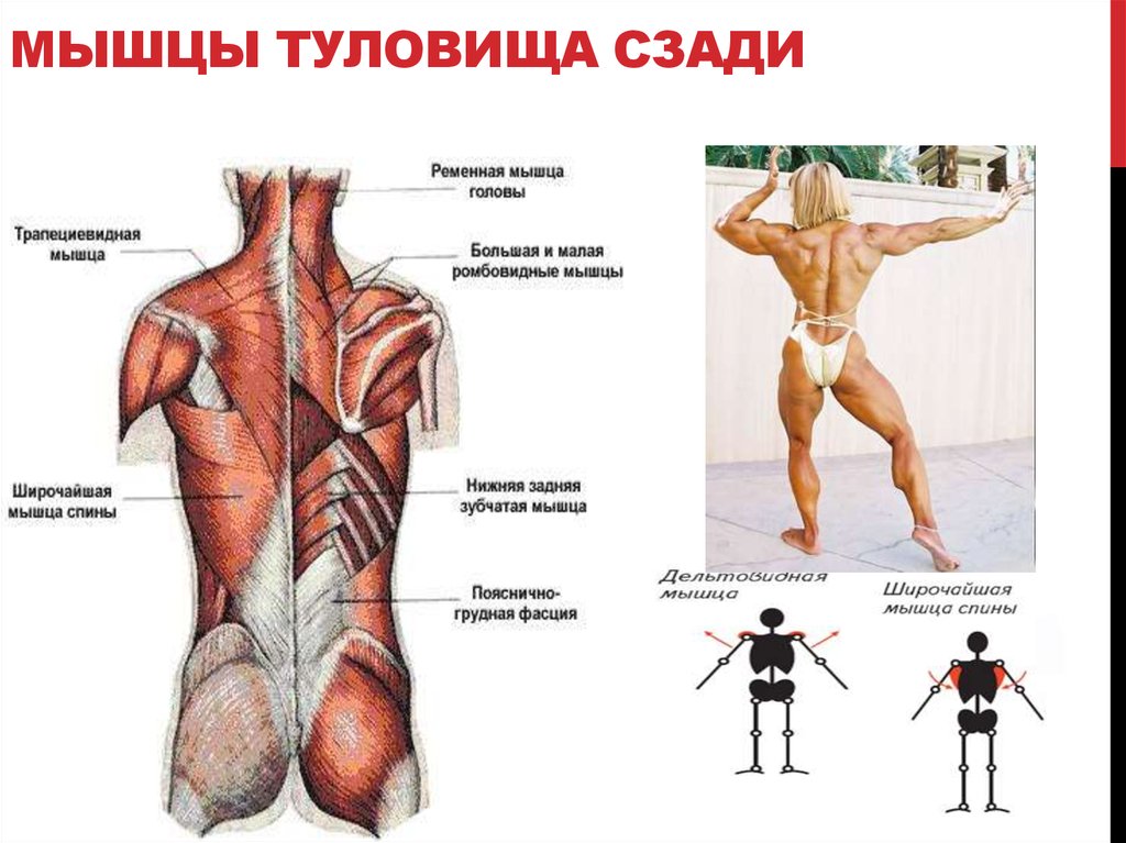 Схема мышц спины человека с названиями