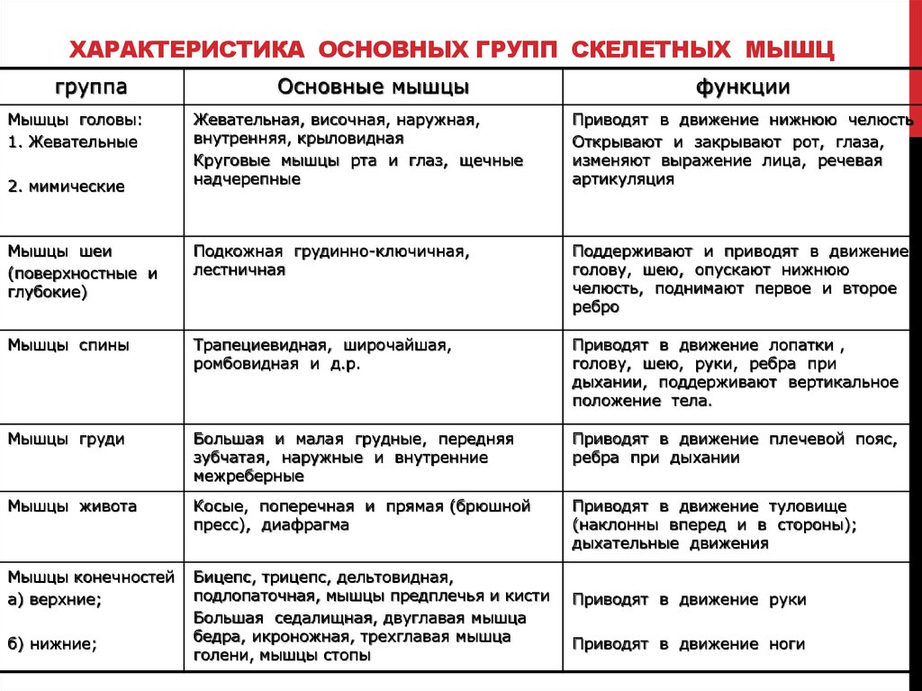 Основный группы мышц. Группы скелетных мышц таблица. Таблица группы скелетных мышц 8 класс биология. Характеристика групп скелетных мышц таблица. Характеристика основных групп скелетных мышц таблица.