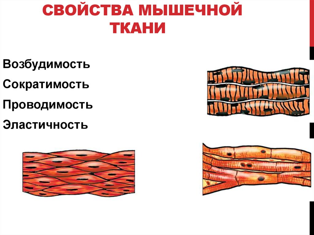 Особенности строения мышечной ткани ответ. Клетки поперечно-полосатой мышечной ткани. Поперечно Скелетная мышечная ткань. Изображения скелетной поперечнополосатой мышечной ткани. Изображение гладкой мышечной ткани.