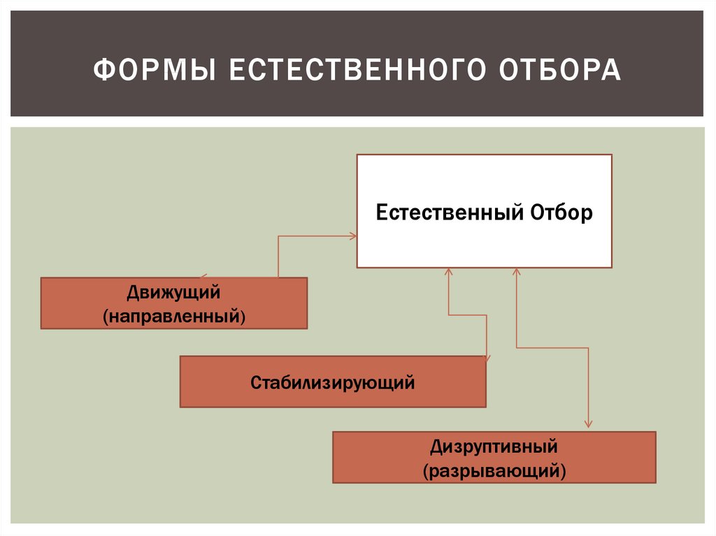 Схема факторов эволюции